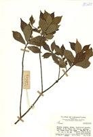 藏品(榕屬)的圖片